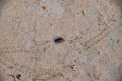 042 beetle source of tracks