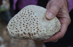 075 fossil sponge