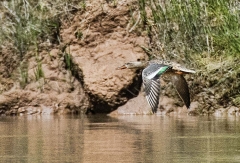 109 female blue-wing teal_