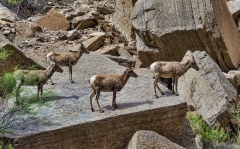 110 four bighorns on a rock