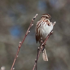 bird-at-hewes-brook_0