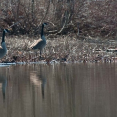 canada-geese-at-hewes-brook2
