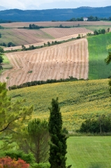 fields in southern France_1