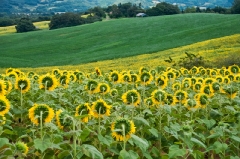 sunflowers in southern France