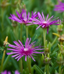 flowers in southern France