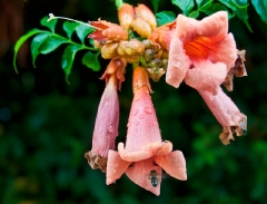 Le Vigne after a shower_1