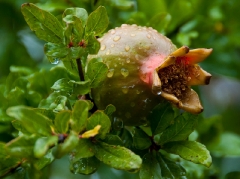 Le Vigne after a shower_2