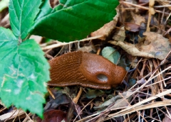 slug operculum in southern France