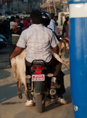goat-going-to-market
