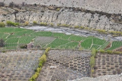 kagbeni-irrigated-fields-and-orchards