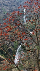 waterfall-and-blossums