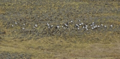 crane flock