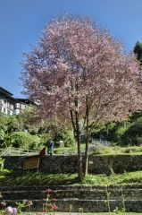 flowering tree at dzong