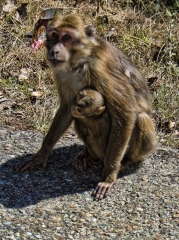 staying close to mom