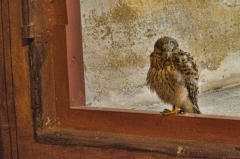 187young hawk mobnitoring proceedings_