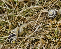 212snails at Montsegur_