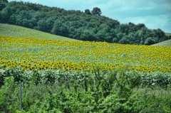225Sunflowers south of Toulouse_