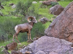 bighorn-sheep-2