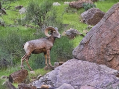 bighorn-sheep-2