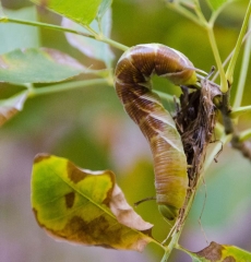 223havasu-caterpillar