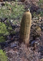 250squirrel-on-cactus