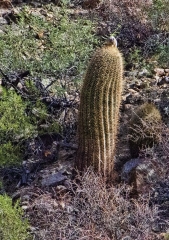 250squirrel-on-cactus