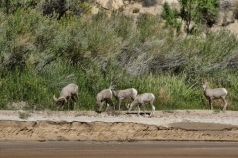 bighorn-sheep