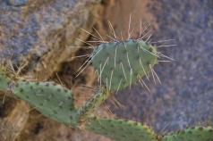 prickly-pear