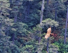 Himalayan Eagle_