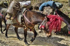 trekking ponies