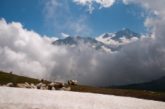 sheep-and-snow-at-the-col