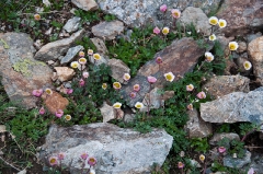 rock-garden