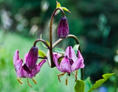 trailside-flowers