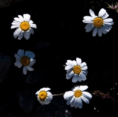 daisy-composition