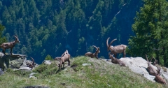 lounging-ibex-above-st-niklaus