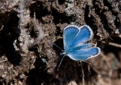 zermatt-blue-butterfly