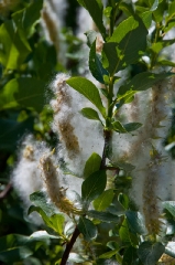 zermatt-fuzzy-blossum