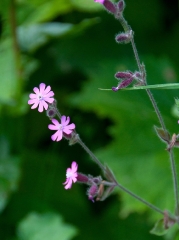 41too-purple-for-hickory