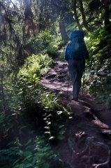 42starting-up-the-alp-bovine