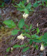 47another-yellow-tbd