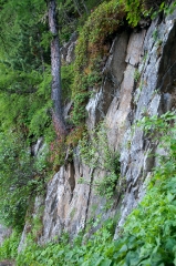 51along-the-alp-bovine-trail