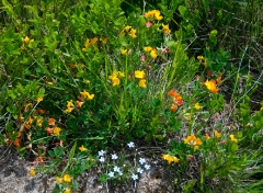 53another-spontaneous-floral-arrangement