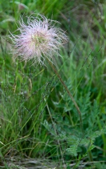 58dandelion-like