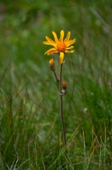 62yellow-aster_