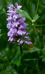 71another-striped-beauty