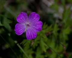 another-wildflower-in-champex