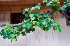 grapevine-above-le-chable