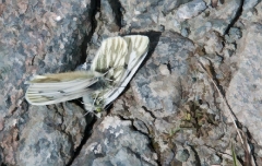 trying-to-coax-a-dead-friend-back-to-lifer