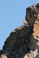 ibex-morning-pose