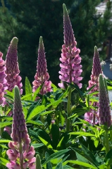 lupin-in-arolla